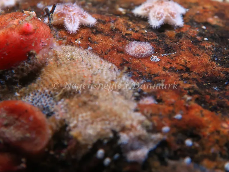 Acanthodoris pilosa - Lyngsbo Strand - Foto: HP Ølgaard