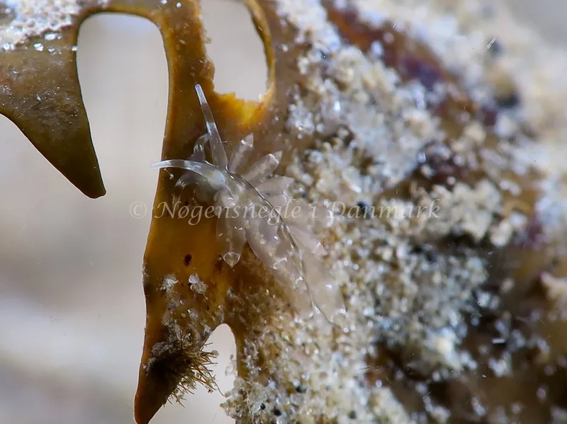 Amphorina viriola - Lyngsbo Strand - Foto: HP Ølgaard