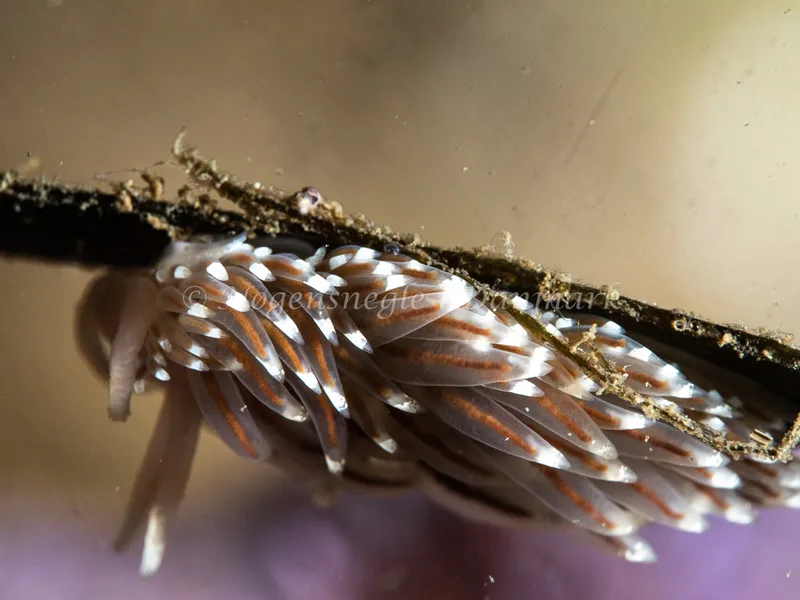 Facelina cf bostoniensis - Ammoniakhavnen - Foto: Michael Christensen