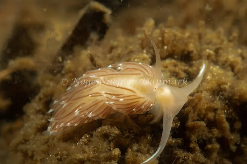 Facelina bostoniensis - Kollund Lillestrand - Foto: Steen Absalon