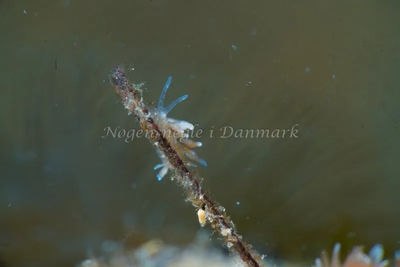 Eubranchus rupium - Natomolen, Femmøller Strand - Foto: Tina Hindal