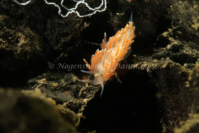 Facelina cf. bostoniensis - Lyngsbo Strand - Foto: Søren Skov Nielsen