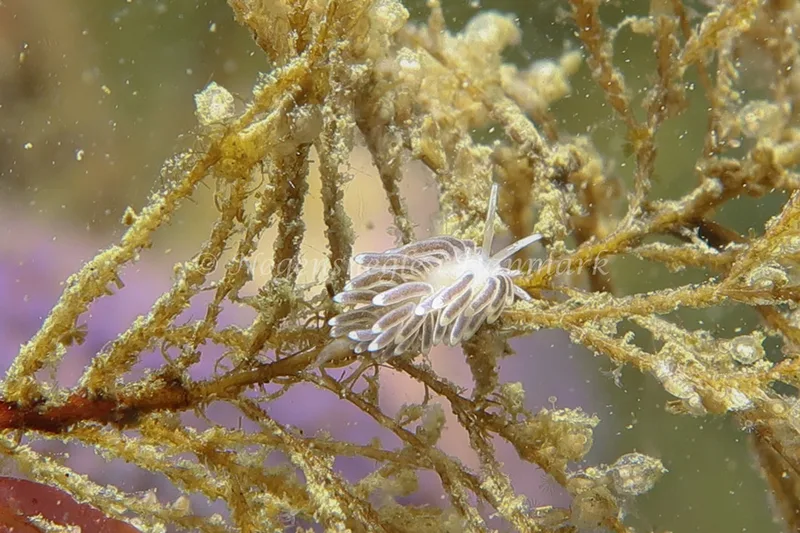 Cuthonella concinna - Lyngsbo Strand - Foto: AnneKatrine Frederiksen