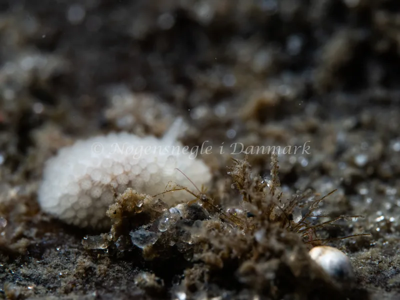 Onchidoris muricata - Ammoniakhavnen - Foto: Michael Christensen