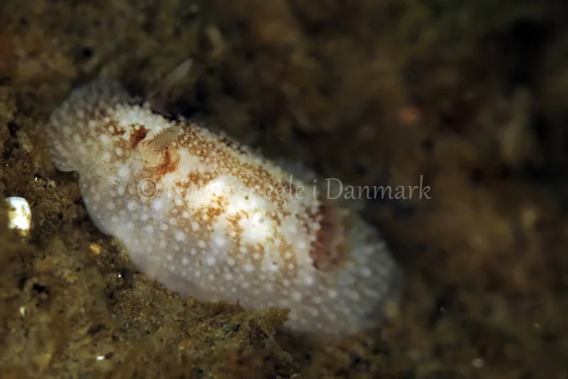 Onchidoris bilamellata - Vrag ved Løkken - Foto: Ib Sørensen