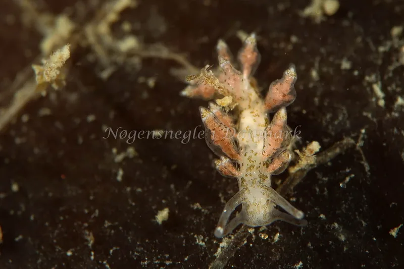 Eubranchus exiguus - Tjærepletten - Foto: AnneKatrine Frederiksen