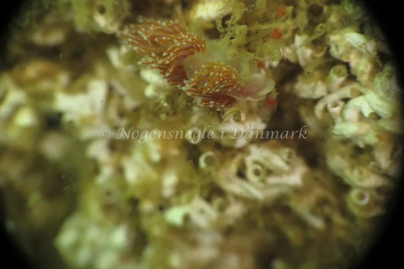 Facelina auriculata - Barken, Saltum Strand - Foto: Ib Sørensen