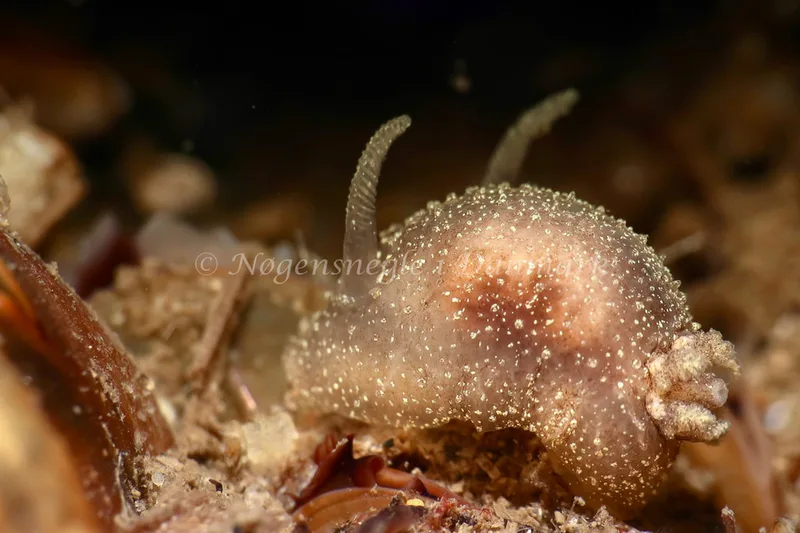 Acanthodoris pilosa - Lyngsbo Strand - Foto: AnneKatrine Frederiksen