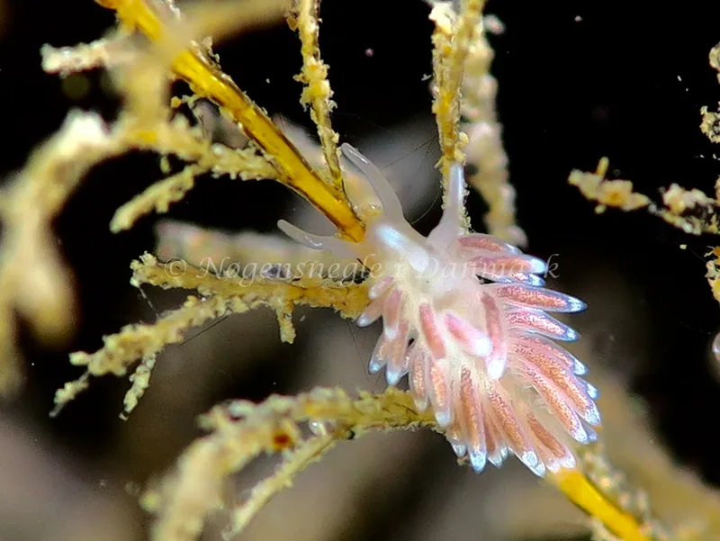 Cuthonella concinna - Ammoniakhavnen - Foto: HP Ølgaard