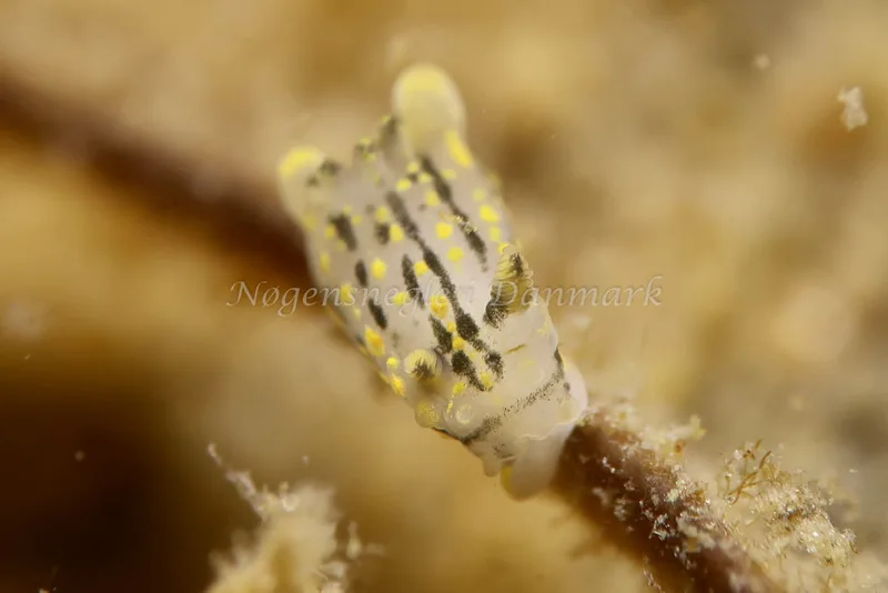 Polycera quadrilineata - Knudshoved Færgehavn - Foto: AnneKatrine Frederiksen