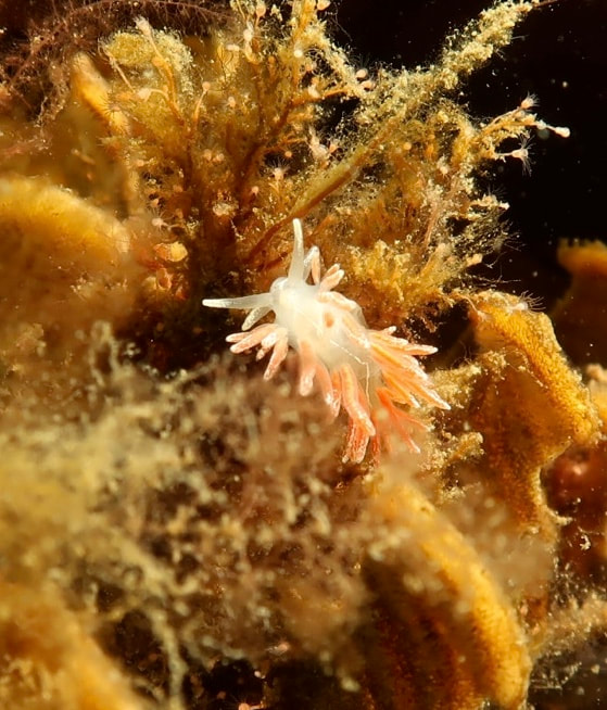 Gulenia monicae - Ammoniakhavnen - Foto: Søren Skov Nielsen