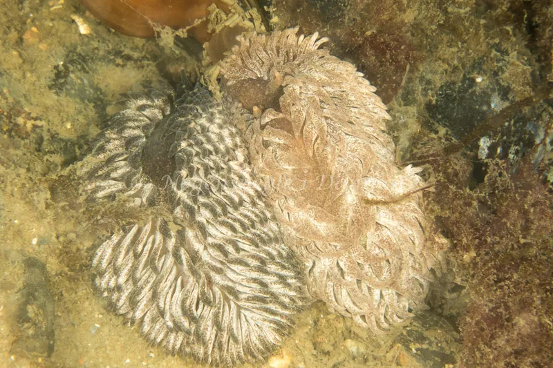 Aeolidia papillosa - Tjærepletten - Foto: Poul Erik Rasmussen