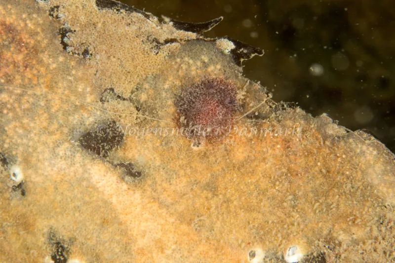 Acanthodoris pilosa - Dykkerklubben Marsvinet - Foto: Poul Erik Rasmussen
