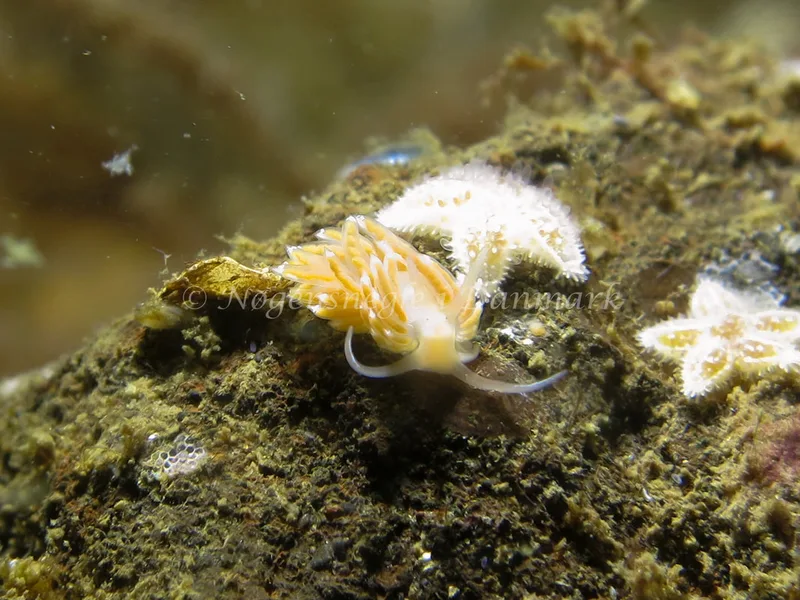 Facelina cf. bostoniensis - Lyngsbo Strand - Foto: AnneKatrine Frederiksen