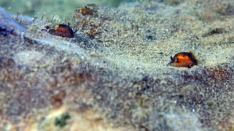 Acanthodoris pilosa - Trykkerdammen - Foto: Thomas Blume