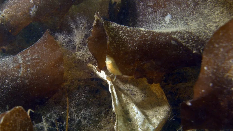 Acanthodoris pilosa - Trykkerdammen - Foto: Thomas Blume