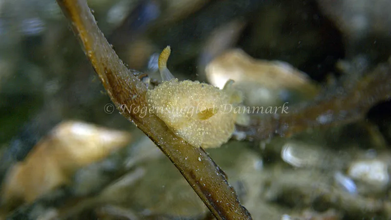 Acanthodoris pilosa - Trykkerdammen - Foto: Thomas Blume
