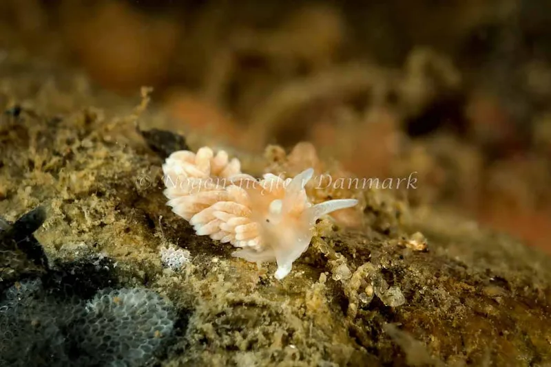 Billede af nøgensneglen Aeolidiella glauca - Strib Havn - Foto: Klaus Kevin Kristensen