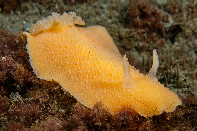 Archidoris pseudoargus – dorid nøgensnegl med bred kappe og gællebusk