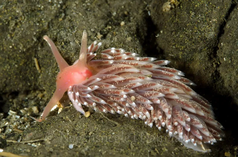 Facelina bostoniensis