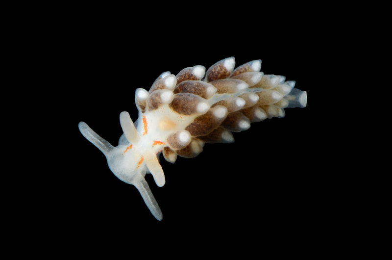 Billede af nøgensneglen Tenellia foliata