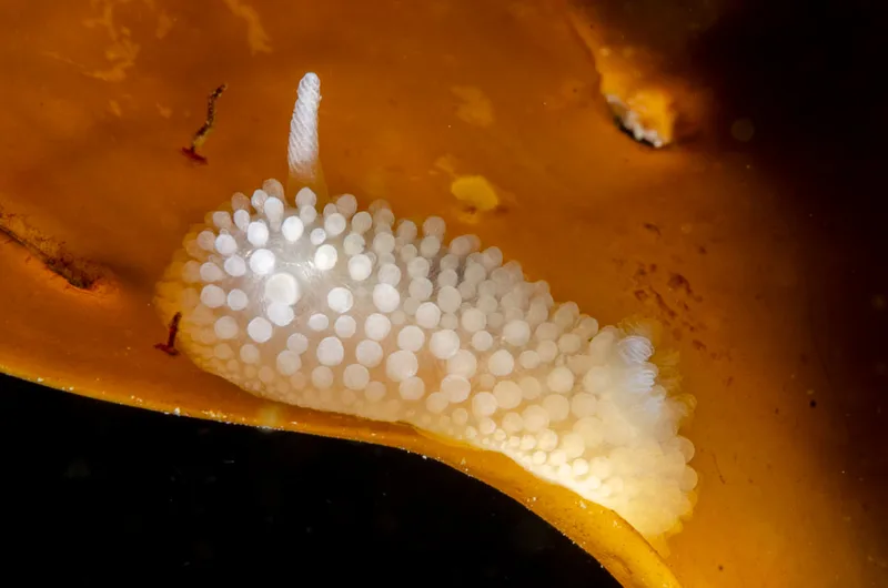 Billede af nøgensneglen Onchidoris muricata