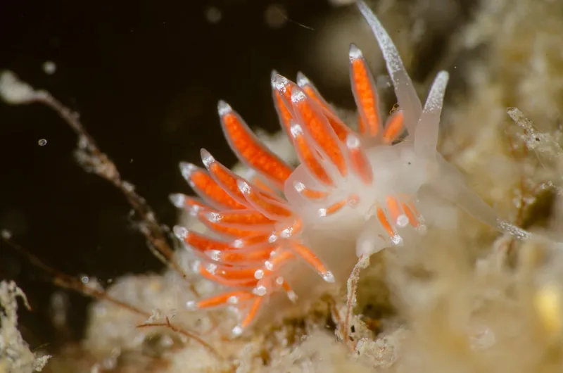 Microchlamylla gracilis fotograferet i havet