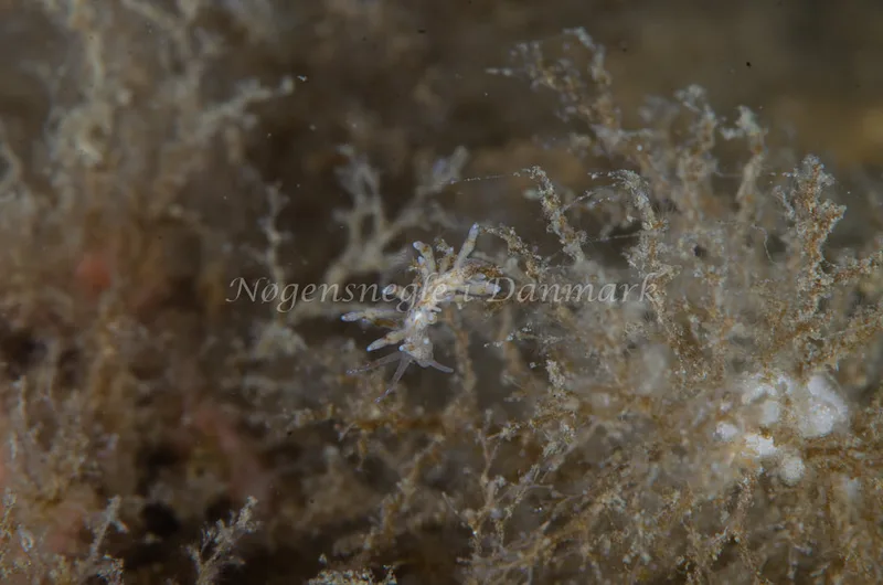 Eubranchus rupium - Munkholmbroen, Isefjord - Foto: Jørn Ari