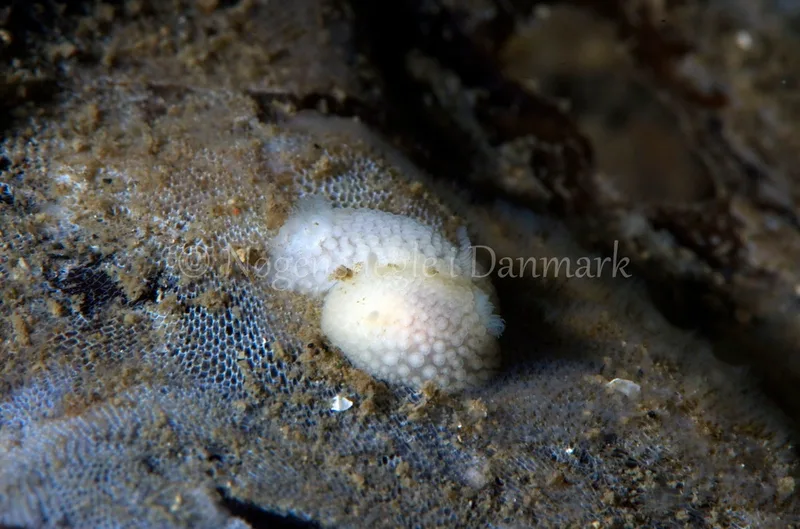 Billede af nøgensneglen Onchidoris muricata