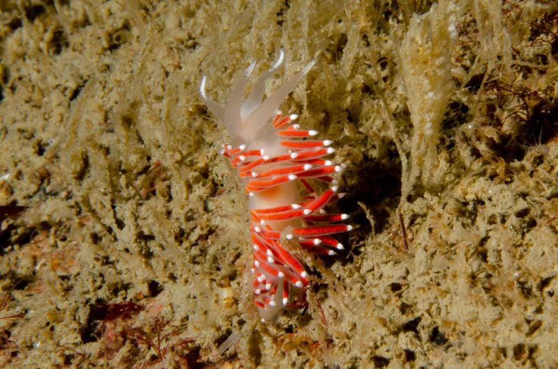 Billede af nøgensneglen Fjordia browni 