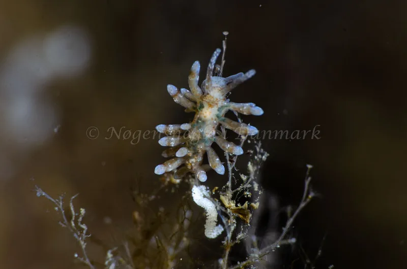 Eubranchus rupium - Munkholmbroen - Foto: Jørn Ari