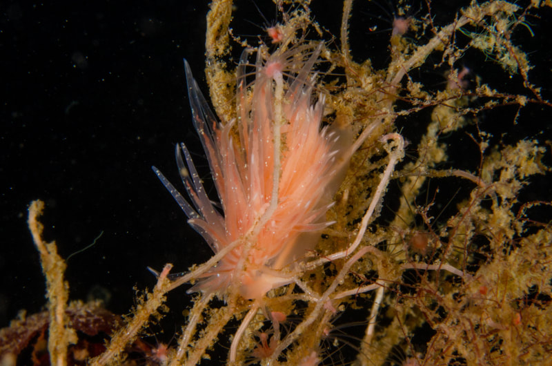Billede af nøgensneglen Cumanotus beaumonti