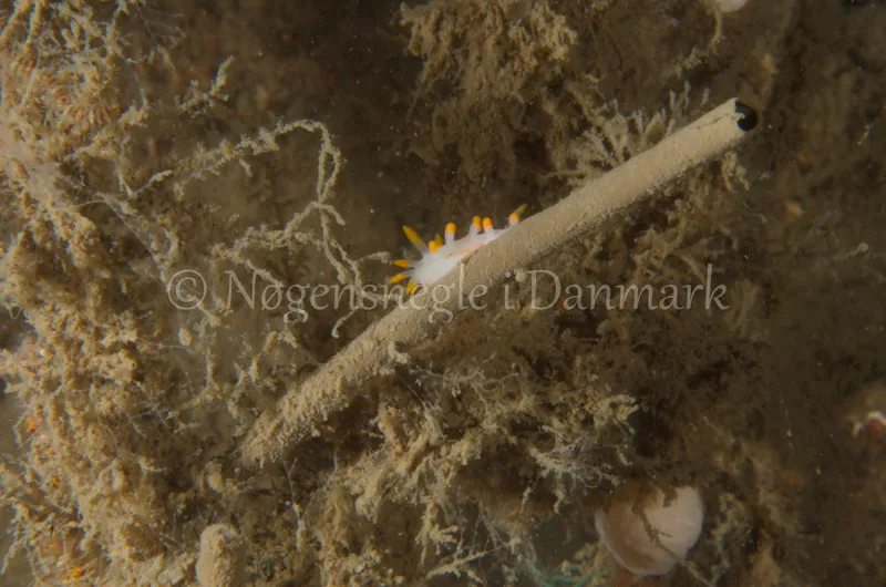 Limacia clavigera - Eisfish S/S (Vrag) - Foto: Jørn Ari