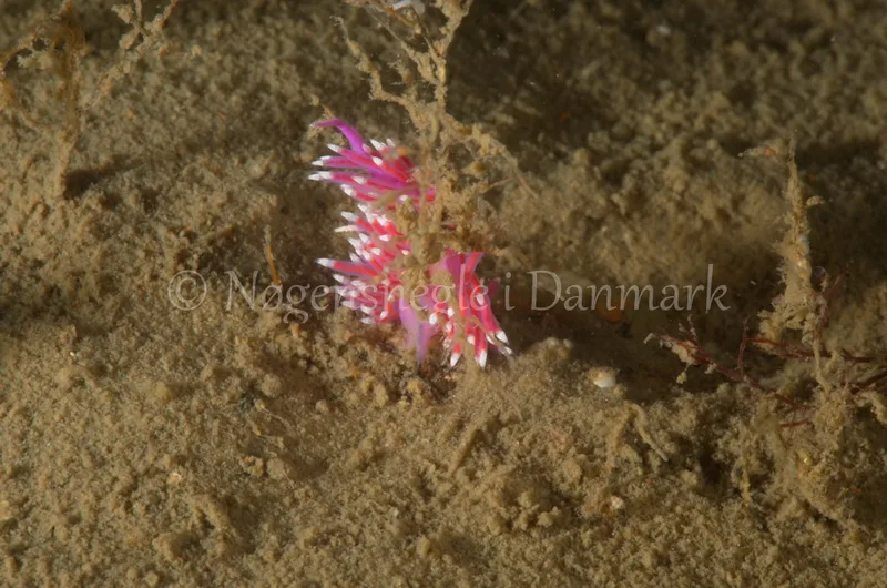 Edmundsella pedata - Mir´s Vrag - Foto: Jørn Ari