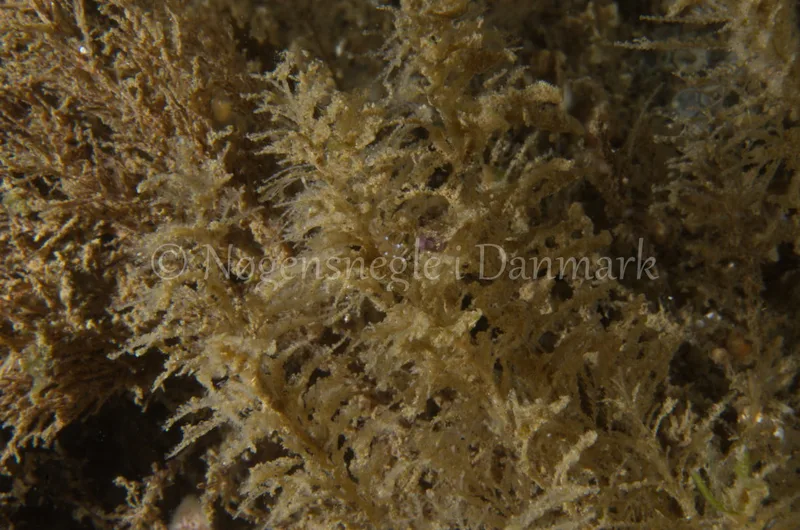 Cuthonella concinna - Ammoniakhavnen, Lillebælt - Foto: Jørn Ari