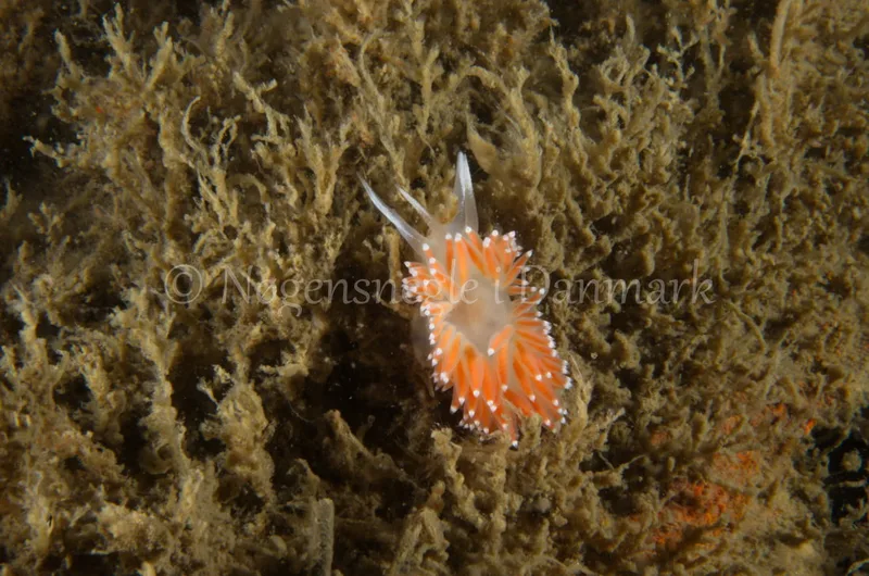 Coryphella verrucosa - Saturnus / Taifun (Vrag) - Foto: Jørn Ari