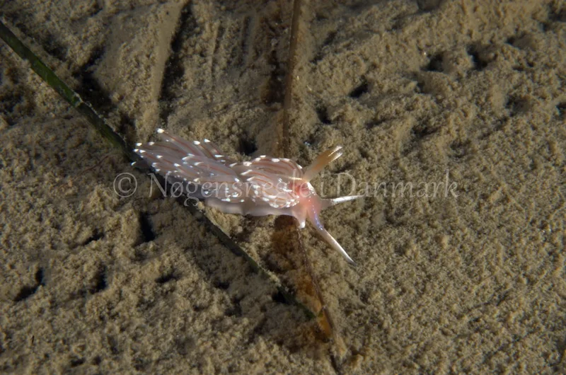 Facelina bostoniensis - Trykkerdammen - Foto: Jørn Ari