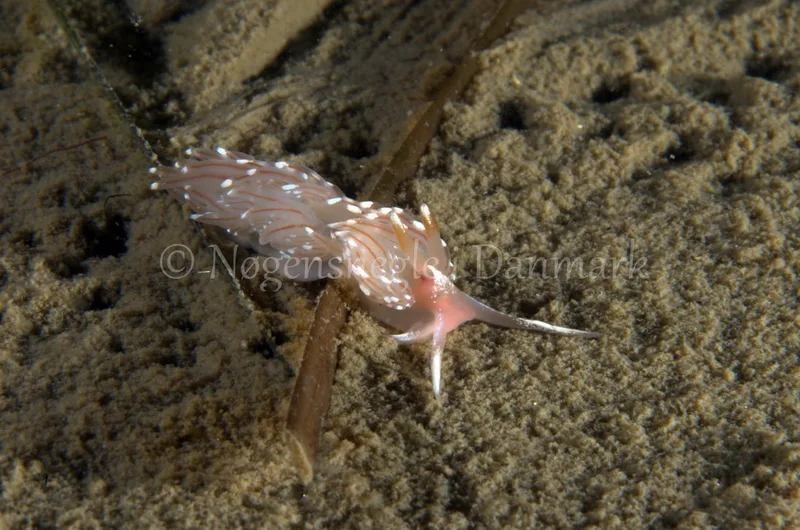 Facelina bostoniensis - Trykkerdammen - Foto: Jørn Ari