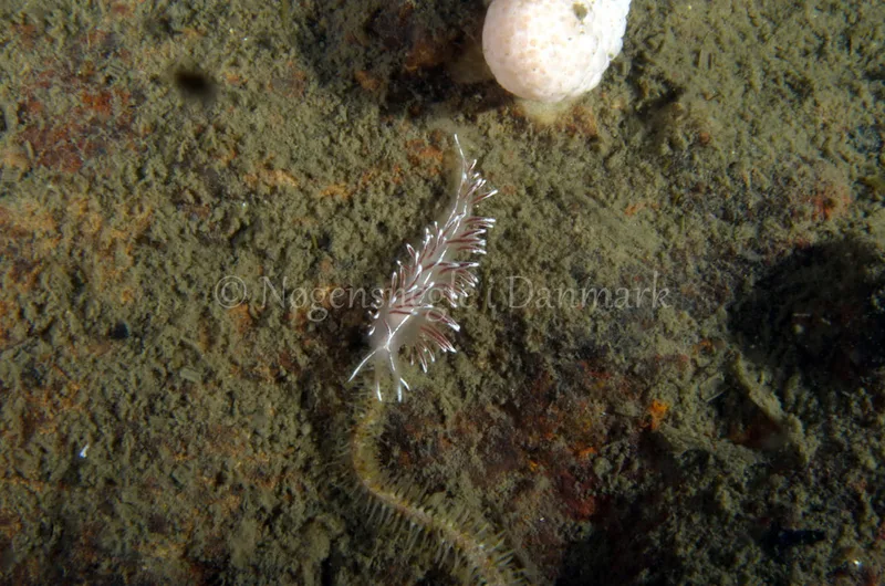 Fjordia lineata - Anemonevraget - Foto: Jørn Ari