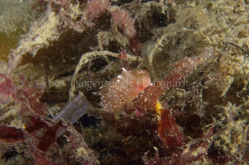Facelina bostoniensis - Anemonevraget - Foto: Jørn Ari