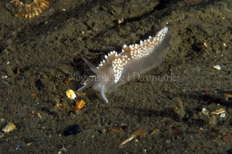 Coryphella verrucosa - Anemonevraget - Foto: Jørn Ari