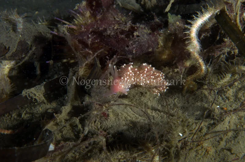 Facelina bostoniensis - Anemonevraget - Foto: Jørn Ari