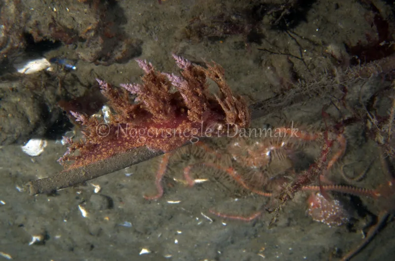 Dendronotus europaeus - Anemonevraget - Foto: Jørn Ari