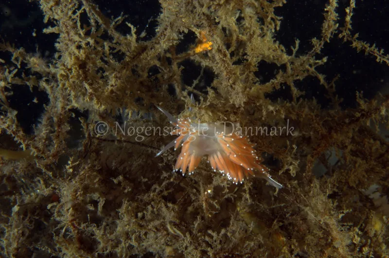 Coryphella verrucosa rufibranchialis- Anemonevraget - Foto: Jørn Ari