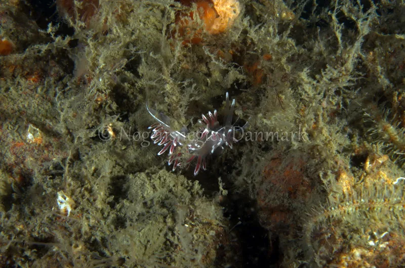 Fjordia lineata - Anemonevraget - Foto: Jørn Ari
