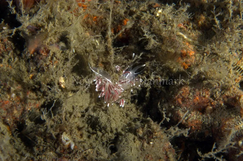 Fjordia lineata - Anemonevraget - Foto: Jørn Ari