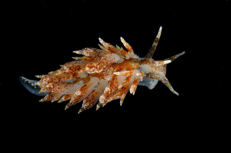 Billede af nøgensneglen Amphorina pallida