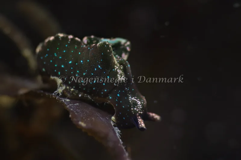Elysia viridis (Saccoglossa) - Ammoniakhavnen - Foto: AnneKatrine Frederiksen