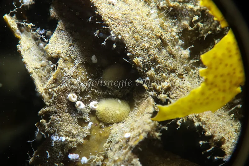Onchidoris muricata - Lyngsbo Strand - Foto: AnneKatrine Frederiksen