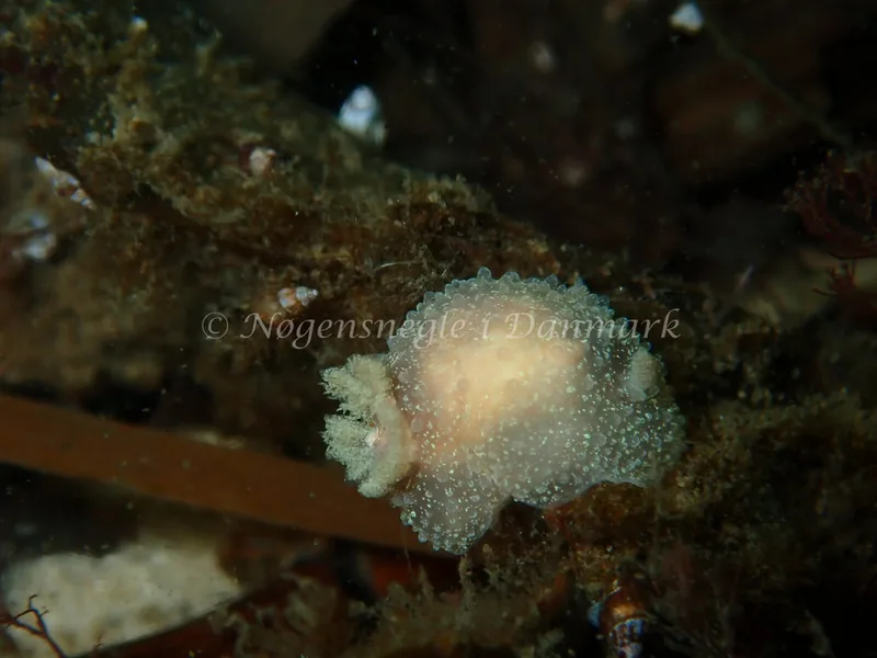 Acanthodoris pilosa - Havheksen - Foto: Luna Fomsgaard